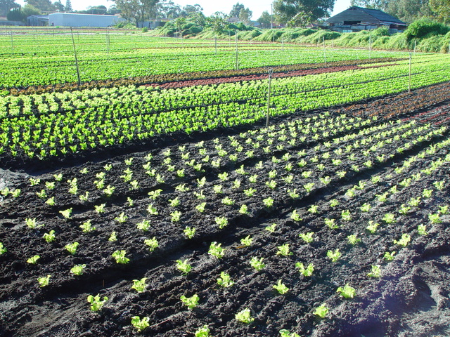 WP 6.1 Font size scale