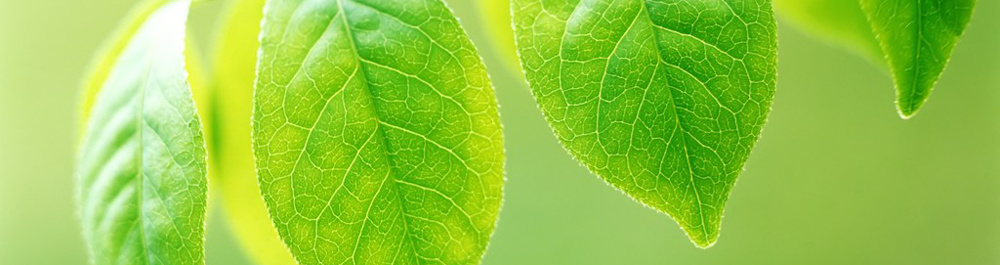 如何创建WordPress子主题